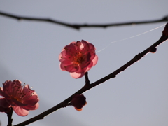 春の糸