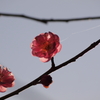 春の糸