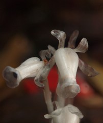 ミニミニかたつむり