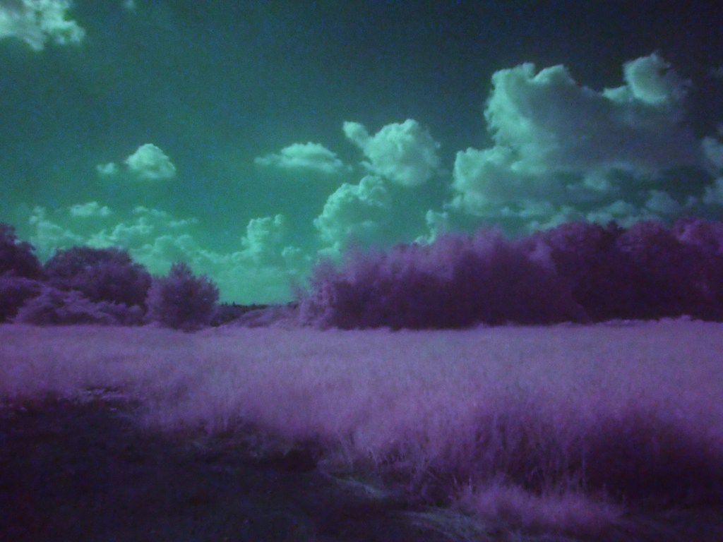 初めての赤外線写真（風）