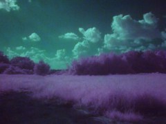 初めての赤外線写真（風）