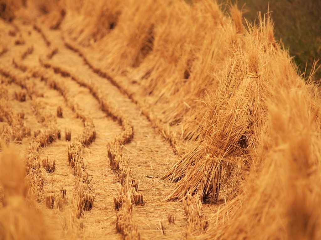 前に～ならえ！