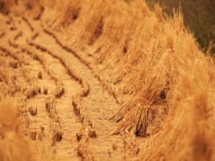 前に～ならえ！