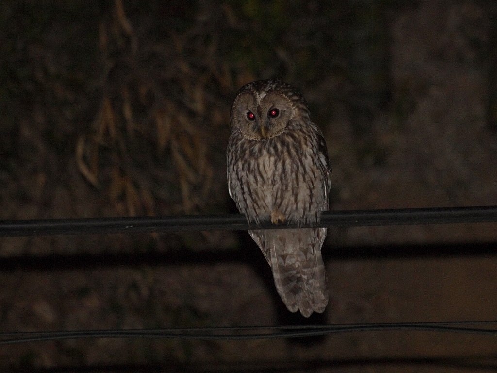 夜を見つめる鳥