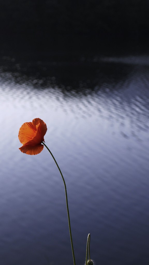 紅い花