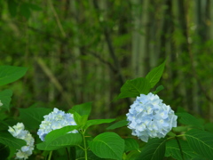 日陰色