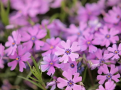 大地に咲く桜