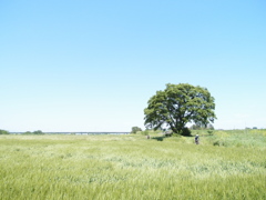 「草原」。　っぽい　かな？