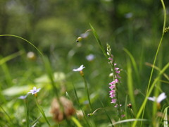 捻子花と庭石菖