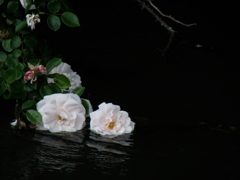 見沼代用水の薔薇