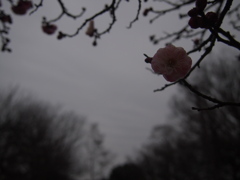 祭りはまだかいな