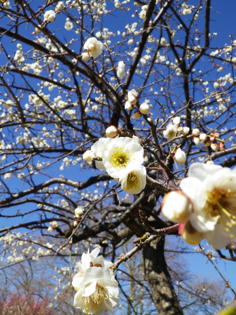 梅の花咲きて散りなば桜花