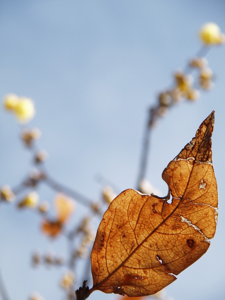 冬来たりなば春遠からじ