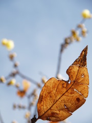 冬来たりなば春遠からじ