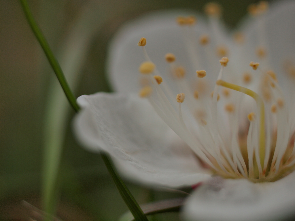 梅まつり（白）