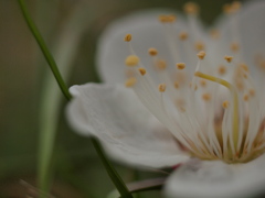 梅まつり（白）