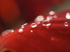 梅まつり（赤）