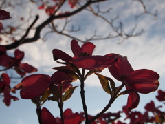 雨上がりが唐突