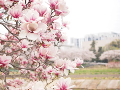 ピンク＆ピンク