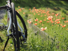 連休と花と自転車。５／１。