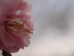 梅まつり（桃色）