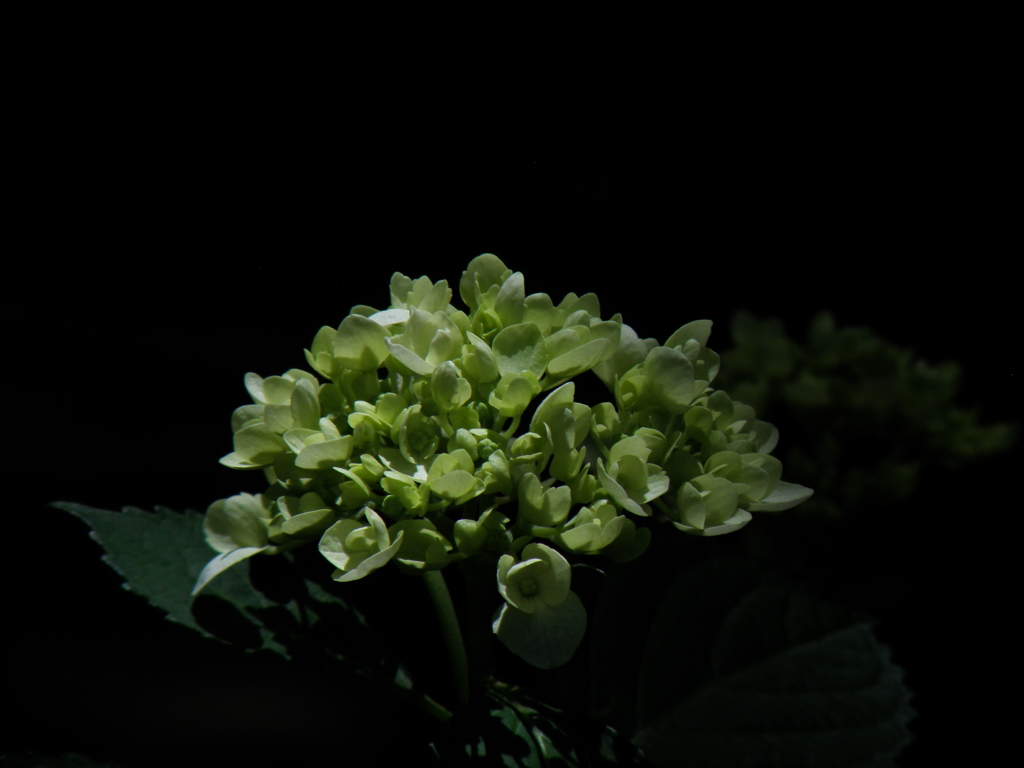 紫陽花の季節