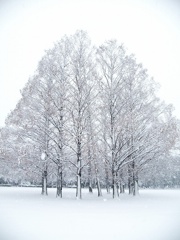 さいたまに降った雪