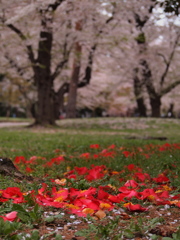 桜の季節