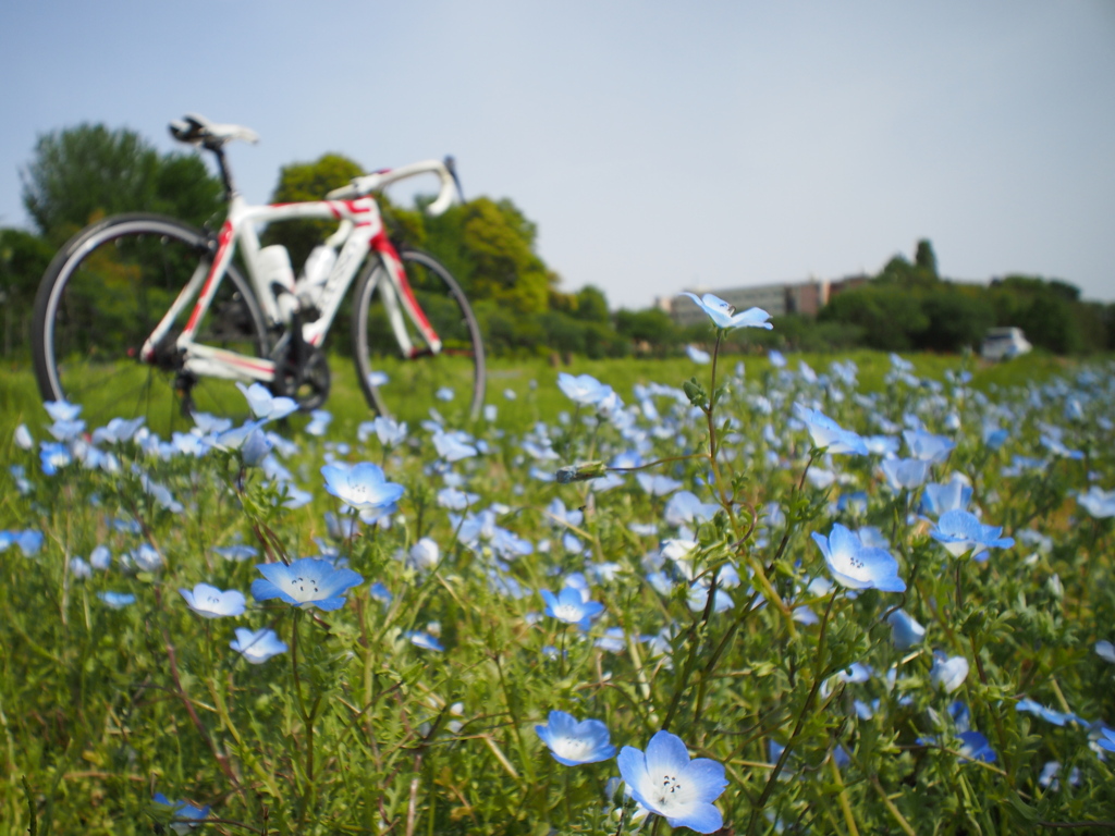 連休と花と自転車。５／４。