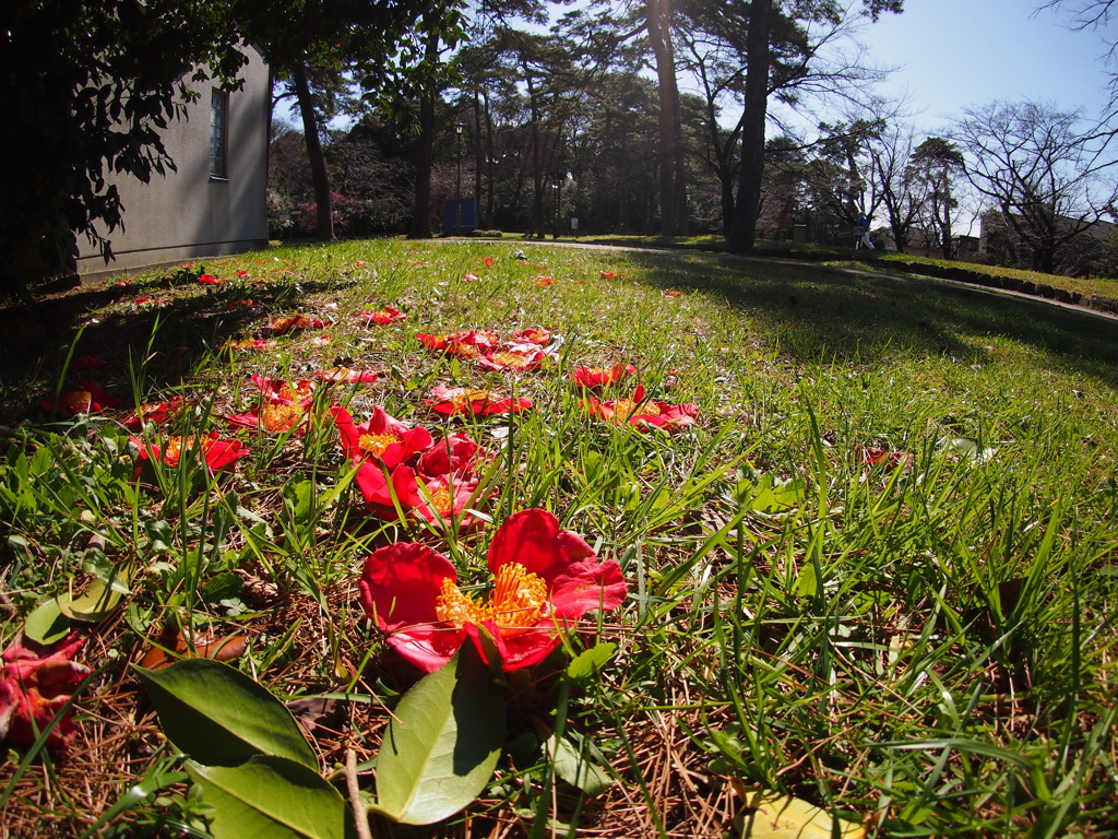 落ちたってまだ咲いてる