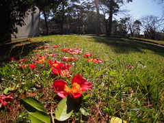 落ちたってまだ咲いてる