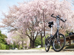 春爛漫の東大宮親水公園