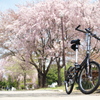 春爛漫の東大宮親水公園