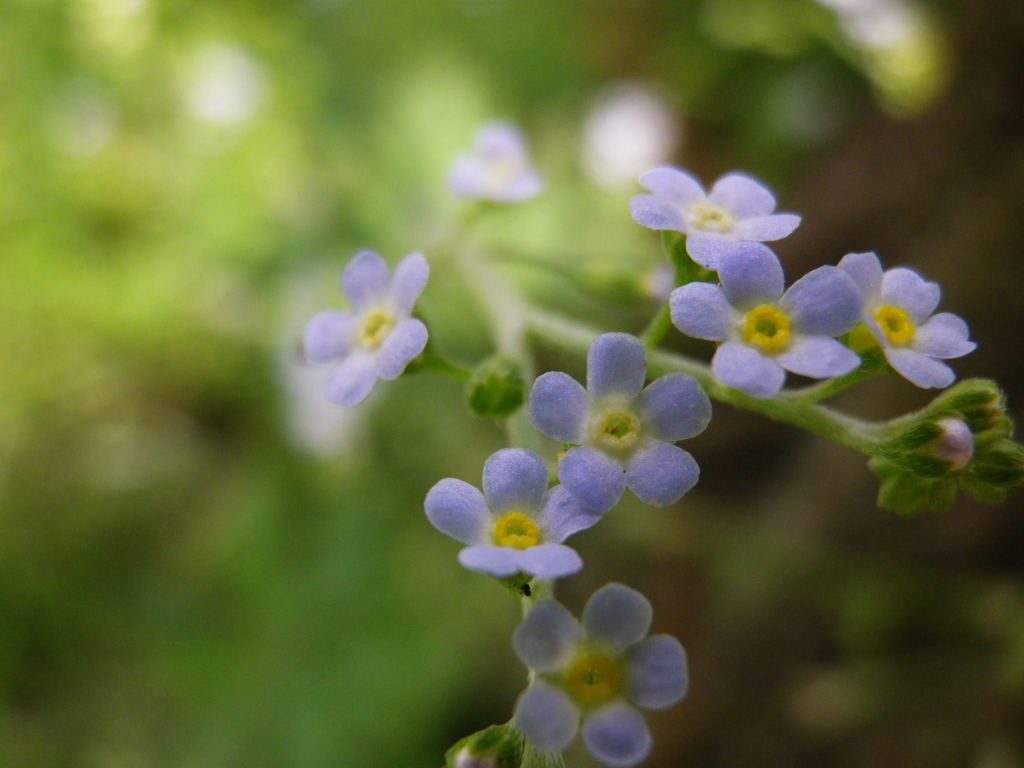 足元の花