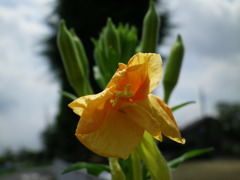 昼の宵待ち草