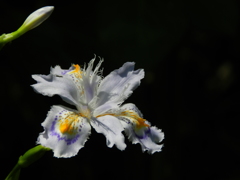 射干、著莪、胡蝶花、シャガ。