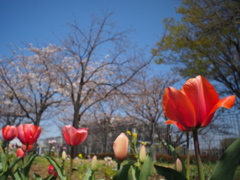 花見