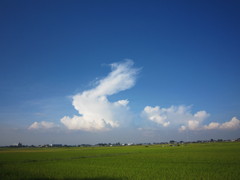 うさぎ雲