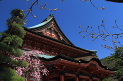 つぼみが咲く頃また来ます