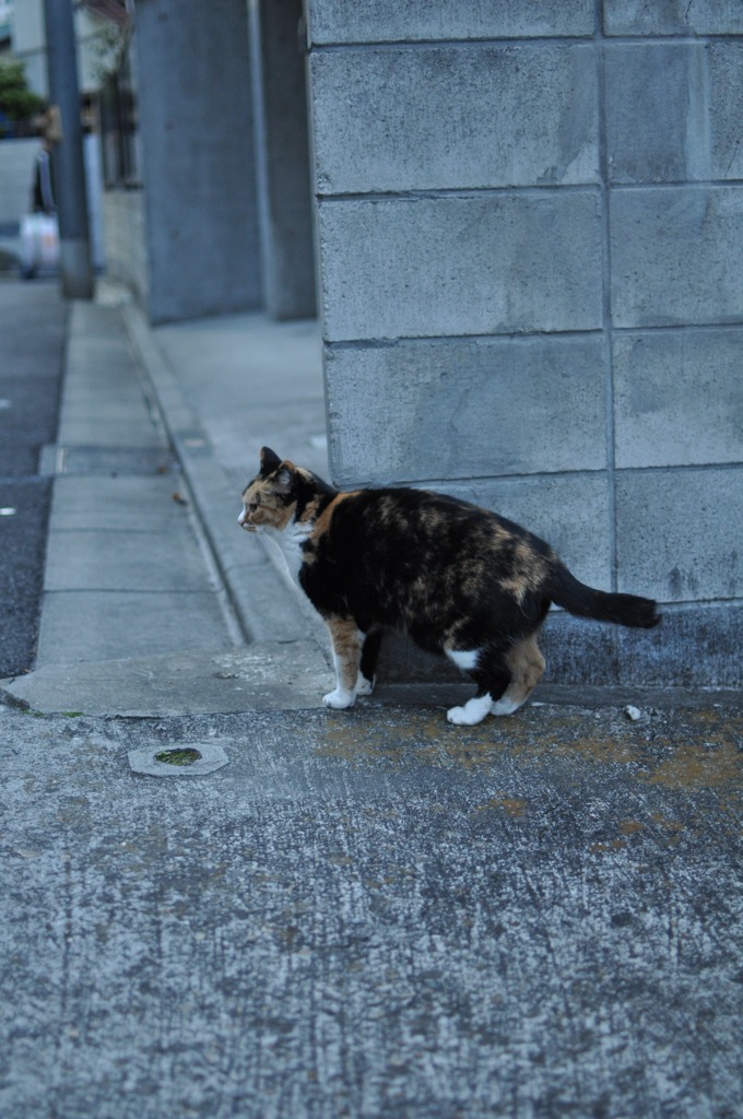 板橋区ののらねこ
