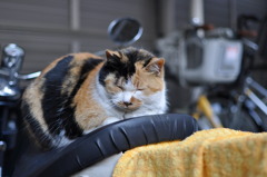 昼寝する野良猫