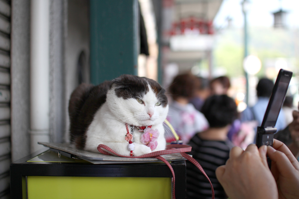 招き猫、再び