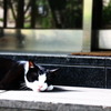 夢中