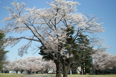2011稲荷山公園桜1