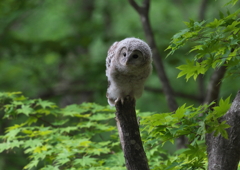 待つ！