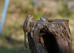 晩秋のエゾシマリス