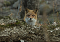 あら、失礼しました。