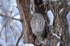 洞に眠るエゾフクロウ