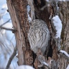 洞に眠るエゾフクロウ