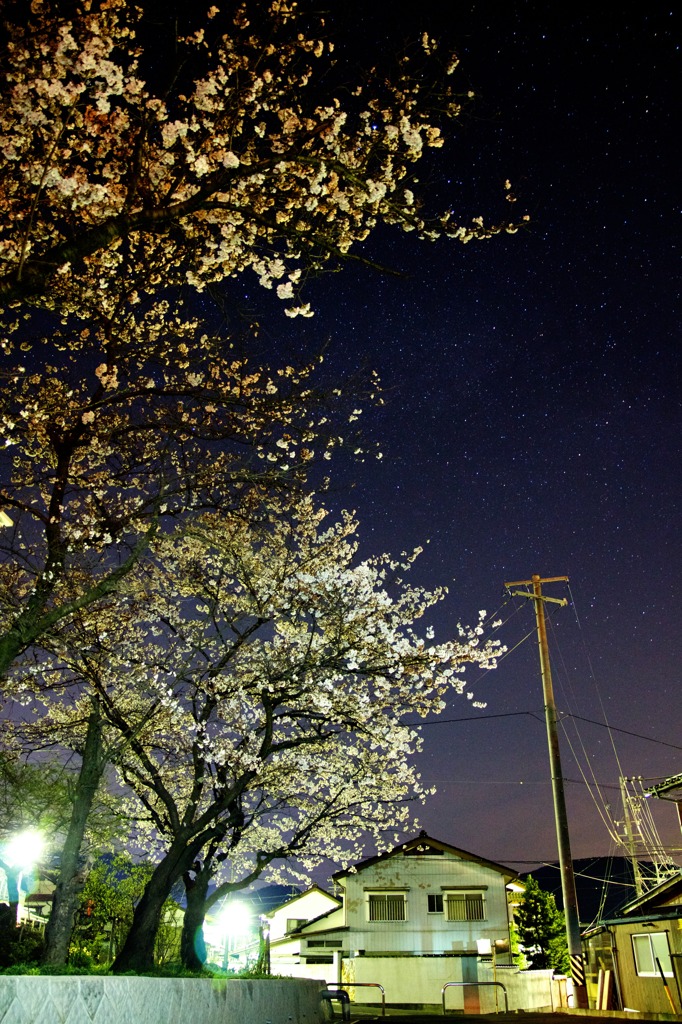 星空夜桜